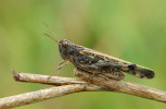 Samec saranče slaništní (Aiolopus  thalassinus), v ČR ohroženého druhu,  který byl v létě 2025 pozorovaný   na lokalitě Lanžhot – Košárské louky. Foto P. Kočárek
