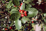 Jeřáb sudetský (Sorbus sudetica) se řadí k pokladům světové biodiverzity. V počtu přibližně 100 keřů je jedním z nejznámějších endemitů Krkonoš. Foto J. Štursa