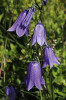 Zvonek český (Campanula bohemica) roste jen na svazích Krkonoš. Foto J. Štursa