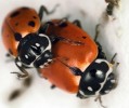 Samec slunéčka pestrého (Hippodamia variegata) se pokouší spářit.  Krovky mnoha slunéček jsou hladké a kluzké, udržet se samičce na zádech je obtížné. Samice se tak může bránit  nechtěnému páření. Samci mnoha  druhů slunéček se poznají podle  menšího rozsahu černého vzoru na hlavě, než mají samičky. Foto O. Nedvěd