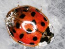 Slunéčko východní s krovkami  posetými plodnicemi parazitické houby Hesperomyces virescens (Ascomycota: Laboulbeniales). K přenosu této houby pomáhá významné překrývání generací slunéčka východního, jaké jiné druhy slunéček v takovém rozsahu nemají. Foto O. Nedvěd