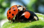 Pár slunéček východních (Harmonia axyridis) při kopulaci. Samec patří k barevné formě succinea, samice nese zbarvení méně časté formy conspicua. Tato kombinace zbarvení se vyskytla  u 2 % pozorovaných párů, přesně  podle frekvence obou forem v populaci (89 % a 3 %). Foto O. Nedvěd