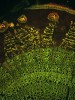 Příčný řez stonkem lípy (Tilia). Zvětšení 100×, ve fluorescenčním mikroskopu. Vynikají sekundárně ztloustlé buněčné stěny – obsahují lignin a vytvářejí letokruhy. Viditelná je i lýková část cévního svazku a periderm (sekundární krycí pletivo).