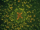 Příčný řez kořenem blatouchu bahenního (Caltha palustris). Zvětšení 100×, ve fluorescenčním mikroskopu. V parenchymu primární kůry fluoreskují amyloplasty obsahující škrob. Snímky vznikly při výuce biologie žáků 1. ročníku VOŠL a SLŠ B. Schwarzenberga Písek  (www.lespi.cz).