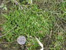 Zdrojovka rolní (Montia arvensis). Detail  kvetoucích rostlin.  Foto K. Šumberová