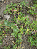 Laskavec hrubozel (Amaranthus blitum) je jednoletý ruderální druh, který se ve větším množství objevil v létě 2015 na hnojených písčinách v jižní části Dehtáře.  Foto K. Šumberová