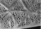 Zvětšený úsek svrchní části rypce veslonosa amerického (Polyodon spathula) ukazuje povrch s hvězdicovitými kostními útvary se středem na výběžcích (světlé útvary) a uvnitř otvory uspořádané do kruhových formací a nesoucí ampulární (elektrosenzorické) orgány. Tyto hvězdicovité útvary jsou patrné i přes kůži. Obdobné útvary byly nalezeny také u fosilních zástupců čeledi. Upraveno podle: L. Grande a W. E. Bemis (1991)