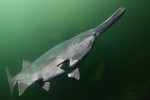 Veslonos americký (Polyodon spathula) je charakteristický prodlouženým, dorzoventrálně zploštělým rypcem, který nese elektrosenzorické orgány sloužící pravděpodobně k detekci shluků zooplanktonu a případně k jeho nasměrování do široce otevřené tlamy. Za pozornost také stojí hrotitý konec žaberního víčka, který při otevření tlamy funguje jako další pomůcka ke „shrnutí“ planktonu do filtračního aparátu. Také na této fotografii jsou vidět i přes kůži hvězdicovité útvary, charakteristické pro všechny zástupce čeledi. Tento druh je často chován v akvakultuře a vysazován i mimo oblast svého přirozeného výskytu – zde jedinec ze zatopeného lomu v České republice. Foto V. Vrbovský