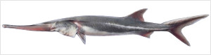 Veslonos čínský (Psephurus gladius). Obrázek byl nakreslen podle fotografie, kterou r. 1993 pořídil pod přehradou Ke-čou prof. Qiwei Wei z Yangtze River Fisheries Research Institute. Šlo o jednoho z posledních oficiálně dokumentovaných jedinců veslonosa čínského. Orig. R. Bošková