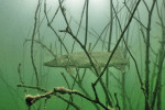 Štika obecná (Esox lucius) je predátor s typicky denní aktivitou, vázaný na bohatě strukturovaná příbřežní stanoviště, kde v klidu číhá na svou kořist.  Foto M. Holubová