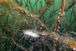 Sumec velký (Silurus glanis) odpočívající v zatopené suchozemské vegetaci silně porostlé slávičkou mnohotvárnou (Dreissena polymorpha). Foto J. Peterka