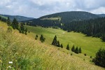 Ukázka stanoviště prvosenky vyšší: louka v subalpínském pásmu na úbočí slovenského vrcholu Skalná Alpa (Velká Fatra). Foto V. Konečná 