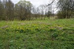Ukázka stanoviště prvosenky vyšší: údolní luh Úpořského potoka, Broumy, chráněná krajinná oblast Křivoklátsko. Foto V. Konečná 