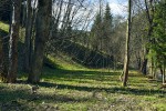 Ukázka stanoviště prvosenky vyšší:  údolí Malé Úpy u Spáleného mlýna, Krkonoše. Foto V. Konečná 