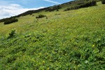Ukázka stanoviště prvosenky vyšší: louka v subalpínském pásmu na úbočí slovenského vrcholu Velký Kriváň (Malá Fatra). Foto V. Konečná  