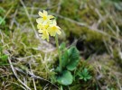 Mladá rostlina prvosenky vyšší  (Primula elatior) z podhůří Krkonoš. Foto V. Konečná
