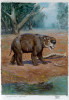 Největší známý vačnatec Diprotodon optatum dosahoval velikosti nosorožců a hrochů. Nejbližšími příbuznými těchto obrů jsou vombati a koaly. Orig. P. Modlitba (2023)
