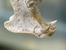 Na výběžku dolního okraje mandibuly téhož exempláře je jasně patrný vyvýšený okraj, vymezující prostor, kam zapadal konec šavlovitého špičáku. Foto S. Knor