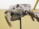 Detail lebky druhu Smilodon populator. Na lebce je patrný početně redukovaný chrup,  široký jařmový oblouk a hluboká fossa masseterica pro začátek a úpon žvýkacího svalu. Nápadné je rovněž velké  foramen infraorbitale (otvor v horní čelisti pod očnicí), z něhož vybíhá stejnojmenný nerv, inervující mimo jiné i hmatové (sinusové) chlupy. Snímek S. Knora
