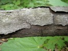 Starší nekróza na větvi javoru klenu (Acer pseudoplatanus) ve stadiu odlupování svrchních vrstev kůry – na snímku  spolu s vnější stěnou stromatu vřecko­výtrusné houby Cryptostroma corticale, která je v Evropě původcem  sazné nemoci kůry. Foto I. Kelnarová