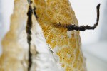 Detail kolonie sladkovodní mechovky bochnatky americké (Pectinatella magnifica). Povrch kolonie tvoří tenká žluto-hnědá vrstva složená z jednotlivých  živočichů velkých 1 mm (zoidů).  Vnitřní část je z průhledného gelového materiálu produkovaného zoidy, který slouží jako podkladová báze.  Foto R. Pechar (s laskavým svolením)