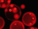 Koloniální zelená řasa rodu  Volvox – zobrazení červené fluorescence chlorofylu v jednotlivých buňkách kolonie ve fluorescenčním mikroskopu. Foto J. Bulantová