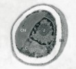 Řasa rodu Chlorella z transmisního elektronového mikroskopu. Na základě hustoty tkáně a tedy i různých odstínů šedé rozlišíme buněčnou stěnu (BS), jádro (J), cytoplazmu (C) a chloroplast (Chl). Foto J. Bulantová