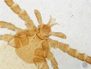 Nastavení Köhlerova osvětlení – co se ukazuje v zorném poli. Jako modelový preparát je použita larva klíštěte obecného (Ixodes ricinus) – zaostřete na preparát. Foto J. Bulantová