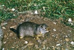 Ve Skalnatých horách žije také sysel kolumbijský (Urocitellus columbianus). NP Yellowstone, Wyoming, USA (2014). Foto G. O. Krizek