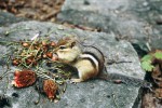 Jméno čipmanka východního (Tamias striatus) napovídá, že obývá část Severní Ameriky na východ od Velkých plání. Jedinec na obr. má lícní torby plné třešňových pecek. Toronto, Kanada (1981). Foto G. O. Krizek