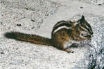 Čipmank malý (Tamias minimus) žije na západě Kanady a USA. Skalnaté hory, Montana, USA (2014). Foto G. O. Krizek