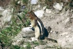 Sysel zlatavý (Callospermophilus lateralis) je obyvatel Skalnatých hor  připomínající vzhledem čipmanky. NP Banff, Alberta, Kanada (1996). Foto G. O. Krizek