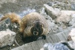 Svišť žlutobřichý (Marmota flaviven­tris) je hostitelem klíšťat, která přenášejí nebezpečnou horečku Skalnatých hor (rickettsiózu). Skalnaté hory, Colorado, USA (2010). Foto G. O. Krizek