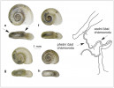 Variabilita schránek forem druhového komplexu Gyraulus parvus. Kružník  G. parvus f. laevis (dříve k. hladký,  předchozí obrázek), G. parvus f. parvus (k. malý, tento obrázek). Předposlední závit je u formy  parvus výrazně vyvýšený, tělní závit je zkosen (viz šipky) a distální polovina chámovodu je výrazně rozšířena  ve srovnání s částí proximální. V případě původních populací je tloušťka  chámovodu popisovaná jako konstantní.  Foto schránek převzato a upraveno  podle: E. Lorencová a kol. (2021),  chámovod formy laevis z práce  C. Meier-Brook (1983) a formy parvus podle: L. Beran a M. Horsák (2002)