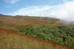Horní hranice lesa na Kamerunské hoře ve výšce zhruba 2 300 m n. m.  je díky sopečné aktivitě velmi ostrá. Foto O. Sedláček