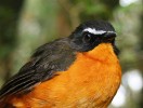 Drozdík horský (Cossypha isabellae) patří k druhům, jejichž vrchol hnízdní aktivity spadá do období dešťů.  Foto D. Hořák
