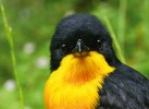 Ťuhýkovec žlutoprsý (Laniarius atroflavus) představuje druh ozývající se  hlasitými duety. Na trylek samce  odpovídá samice okamžitě  krátkým skřekem. Foto D. Hořák