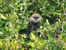 Vzácný obyvatel lesa hulman rudolící (Trachypithecus vetulus). Snímek J. Májsky