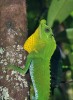 Vysněná meta herpetologů – endemická agama lyrohlavec knoflíkonosý (Lyriocephalus scutatus) Snímek J. Májsky