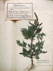 Jedna z nejstarších herbářových položek druhu na našem území – sběr F. A. Nováka z r. 1905 z pohankového pole u Roudnice nad Labem – Podlusek