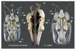 Vzhled a determinační znaky síťnatky dubové (Corythucha arcuata, obr. A), s. platanové (Corythucha ciliata, B); bp – báze polokrovky, vp – vrchol polokrovky, ka – kápě štítu, pa – boční okraj štítu (paranotum), sk – střední kýl na štítu. Foto P. Kment