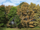 Silně napadený dub letní (Quercus robur) vyniká světlým zbarvením, zejména v porovnání se sousedními jasany (Fraxinus sp.). Maďarsko. Foto G. Csóka