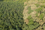 Postižený dubový les z ptačí perspektivy. Maďarsko. Foto z dronu C. Eörtvös