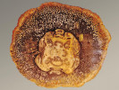 Příčný řez „kmenem“ stromovité kapradiny Psaronius brasiliensis z brazilského permu, který sestává z centrálního oddenku a vnějšího kořenového pláště. Cévní síť oddenku tvoří podlouhlé cévní svazky, plášť pak mnoho jednotlivých oválných kořenů, z nichž každý má uprostřed drobný cévní svazek. Kořeny vyrůstaly podél celé délky oddenku a rostly dolů, čímž ho pokrývaly směrem dolů stále silnějším pláštěm. Foto Ghedo, Wikimedia Commons