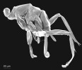 Samec brvušky Dicopomorpha echmepterygis je nejmenší dosud popsaný žijící hmyz na světě. Foto K. Bolte