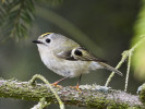 Králíček obecný (Regulus regulus) je příkladem druhu s vysokou hladinou krevní glukózy i vysokou plodností, což dobře ilustruje pozitivní vztah mezi těmito dvěma znaky. Foto T. Albrecht