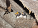 Vlaštovka obecná (Hirundo rustica) dokládá pozitivní korelaci mezi hladinou glukózy v krvi a plodností z opačného konce spektra – má nízkou hladinu krevní glukózy a v průměrné snůšce odchovává relativně malý počet mláďat. Foto M. Šulc