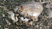Slávička mnohotvárná se často uchycuje i na vrcholcích schránek živých mlžů. Na obr. uhynulá škeble říční (Anodonta anatina) s přisedlými slávičkami uhynulými po poklesu vodní hladiny. Foto L. Beran