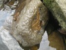 Mezi nepůvodní druhy, jež v Labi porůstají kameny a jiné materiály spolu se slávičkou (na okrajích snímku vlevo a vpravo), patří mechovka bochnatka americká (Pectinatella magnifica;  rosolovitý porost). Foto J. Špaček