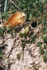 Nora slíďáka okatého (Lycosa oculata) na úhoru v jihovýchodní Sardinii.  Foto V. Smola